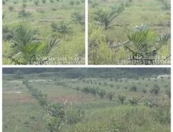 Dugaan Penguasaan Tanah Desa Jeruk Disorot Masyarakat, Nama Unyil Mencuat